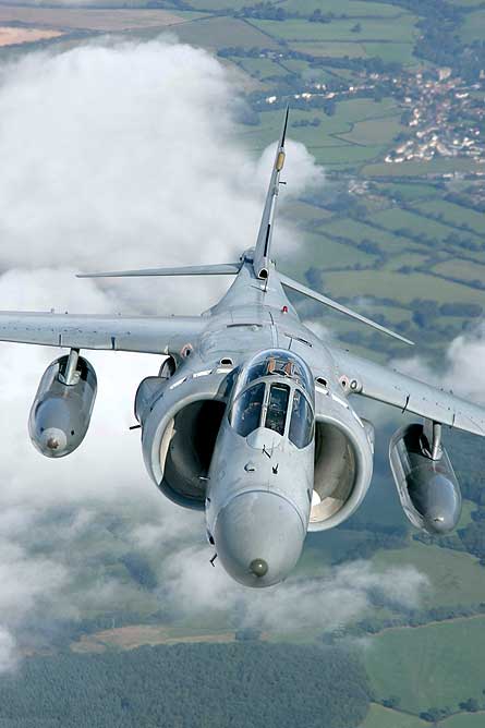 Harrier photo W445