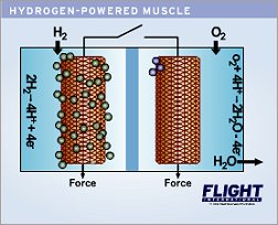 Hydrogen powered muscle W250