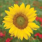 Sunflower, 136x136