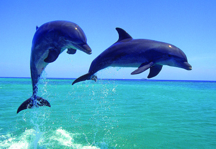 Dolphins (445)
