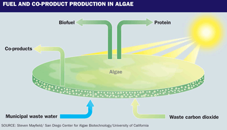 Fuel and co-product production in algae