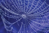 spiders web (200)