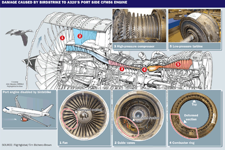 Damage caused by birdstrike to A320's CFM engine
