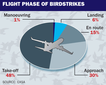 Flight phase of birdstrikes