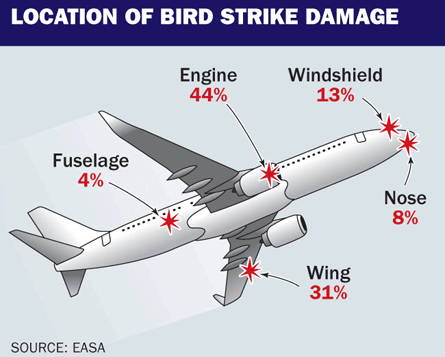 Location of bird strike damage