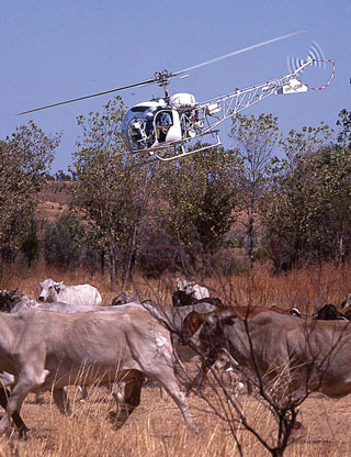 Australian helicopter cattle ranching